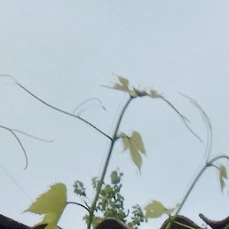 ����, ���������, 55 ���