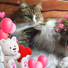 �������, ���������, 54 ����