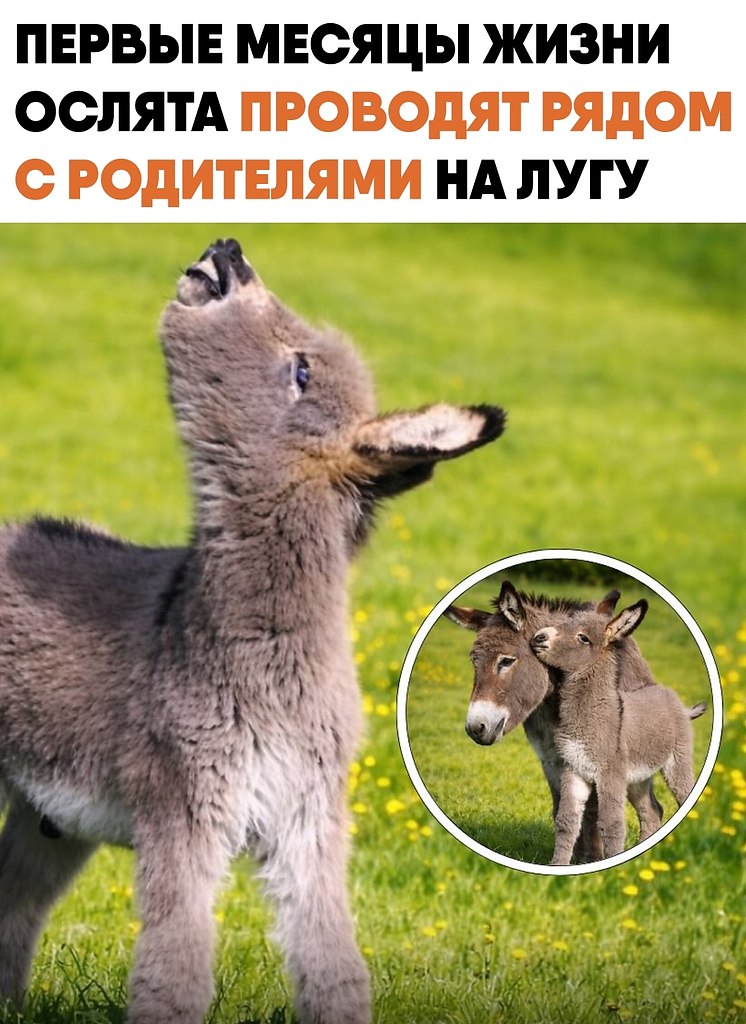����� �������� ������ ��������������� ����� ������� �������� ������� ����. ��������� ������ � ������ ...