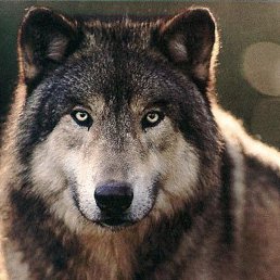 �����, �����������, 59 ���