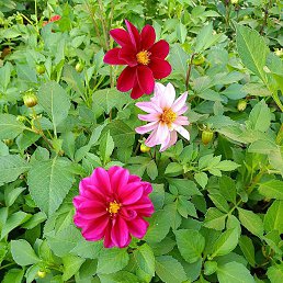 ������, �����-���������, 48 ���