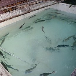 ���, ������, 38 ���