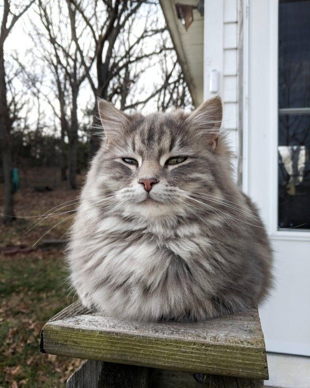 Идеальный котошар.