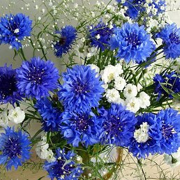 ������� ����������, ������, 58 ���