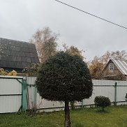 �����, 58 ���, ������