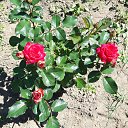 ���� ��������, ����������, 39 ��� - ��������� 17 ������ 2026