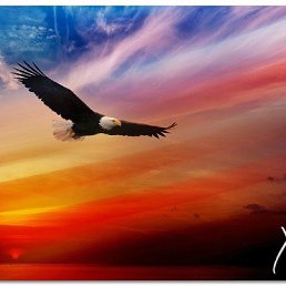 ���� Shacom, �������, 46 ��� - ��������� 1 ������ 2024