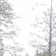 ������, 43 ����, ��������