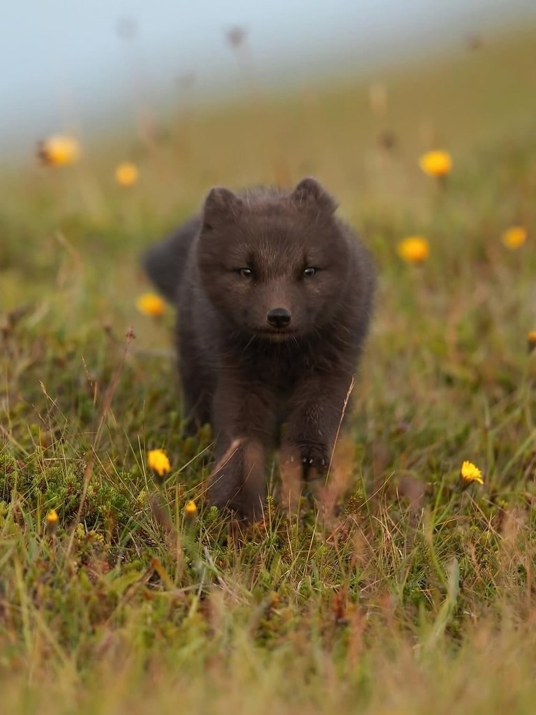 oa  a, o aa peca ,  cpa oea o ce c, o ep ca ca ... - 2