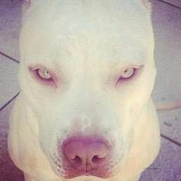 ����, �������