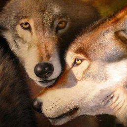 ������, ���������, 45 ���