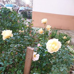 ������, ������, 64 ����