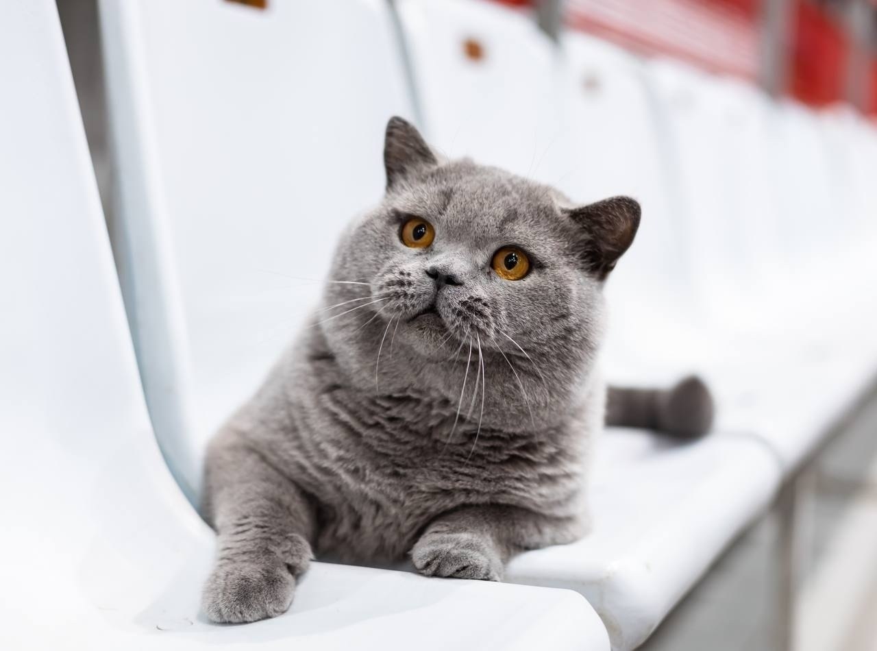 o�a �� �occ�� �p���a�� ������ � ��pe! a �pec����o� �e�e��o� �o���pce WCF B�st Cat �o�e�� o�ep�a� ... - 4