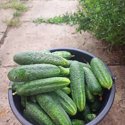 ���� �������� ��������, ������, 50 ��� - ��������� 2 �������� 2024