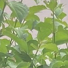 �����, ����, 49 ���