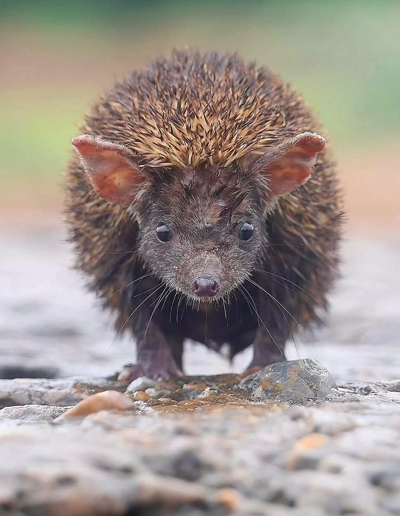 :)  ()      !    :  ...