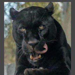 �����, ������, 50 ���