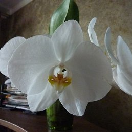 Mara, ������, 74 ����