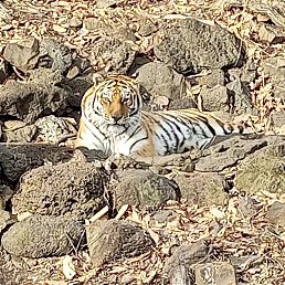 �������, ������, 39 ���