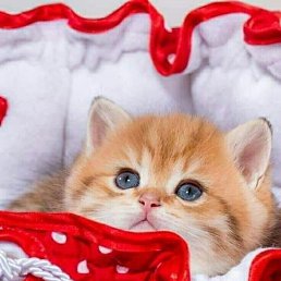 ���� ����, ������ - ��������� 15 ������ 2025