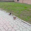 ���� �������, ������ �����, 25 ��� - ��������� 22 ��� 2026 � ������ ���� ����������