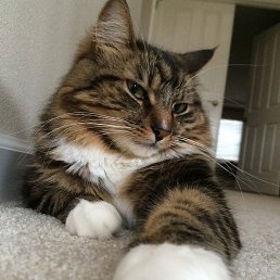 ����, �������