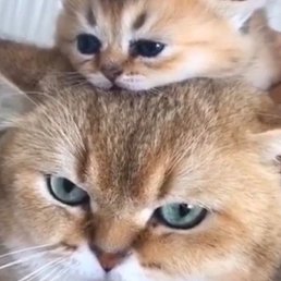 �������, �����, 28 ���