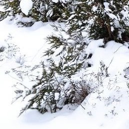 ���@, ������ ��������