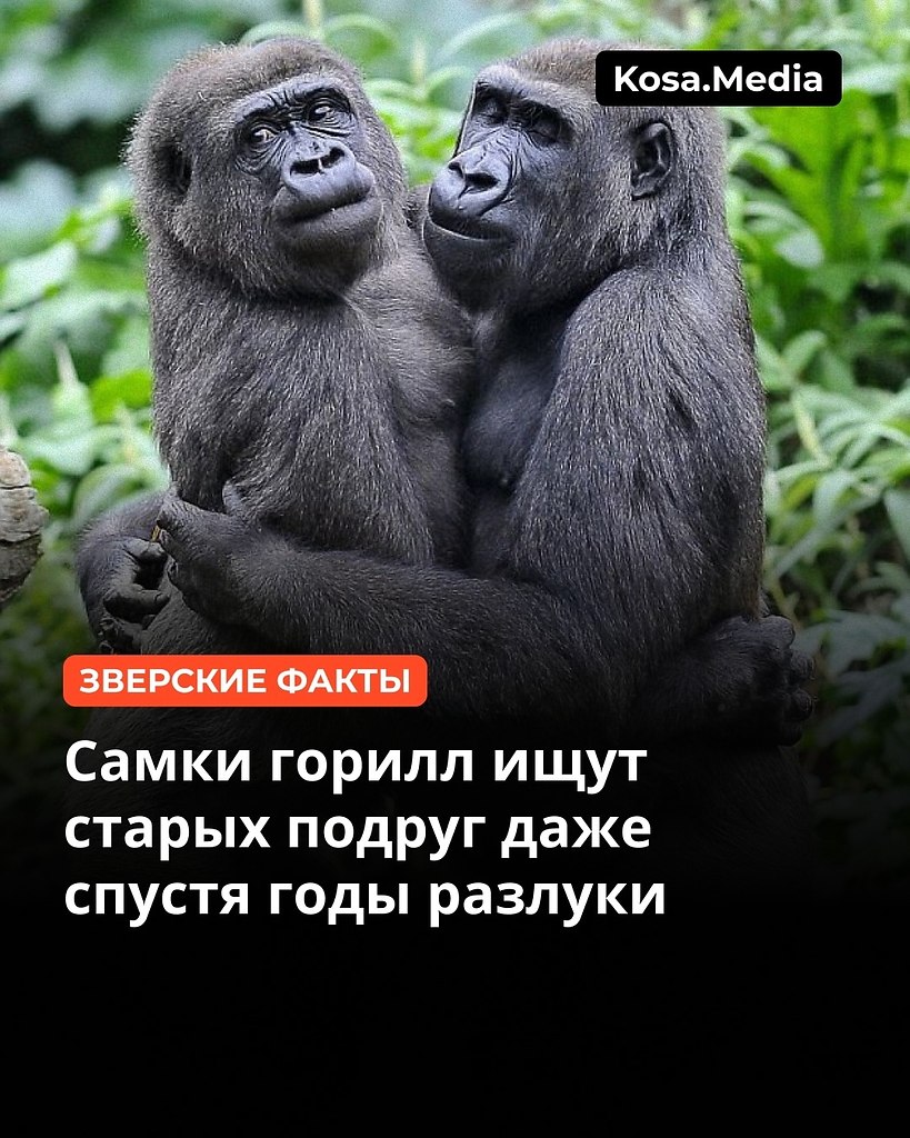 Отправь той самой