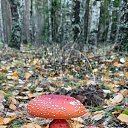 ���� ��������, �����, 61 ��� - ��������� 21 ������ 2023 � ������ ������ ��������