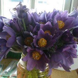 E����, �����-���������, 43 ����