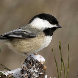 �������, �����, 58 ���