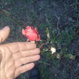 �������, ������, 61 ���