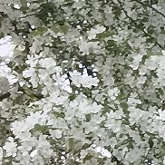 ���������, 38 ���, �������