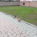 ���� �������, ������ �����, 25 ��� - ��������� 22 ��� 2026