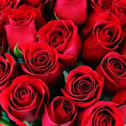 ������� �������, ���, 57 ���