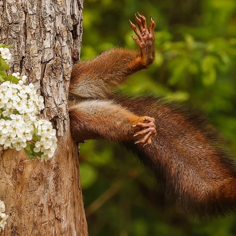    Comedy Wildlife Awards 2024,  40    ... - 4