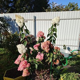  , -, 58  -  15  2025