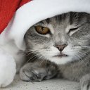 ���� ��������, �����, 61 ��� - ��������� 13 ������ 2026 � ������ ���� ����������