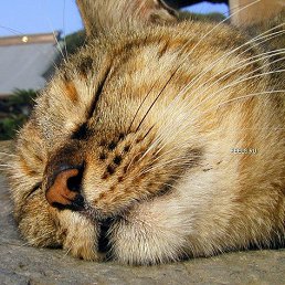 ���� �����, ������, 40 ��� - ��������� 11 ������ 2024