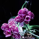 ���� �������, ������ - ��������� 14 ������� 2025 � ������ ���� �������