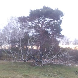 Z, ������, 39 ���