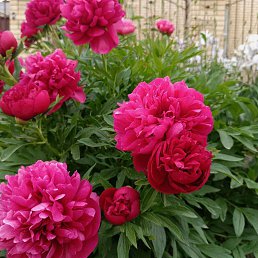 ���� �������, �����-���������, 41 ��� - ��������� 24 ��� 2025