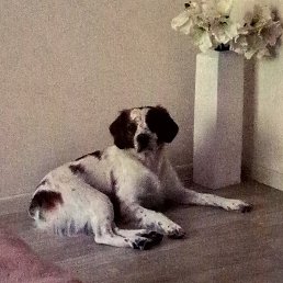 �����, ������, 38 ���