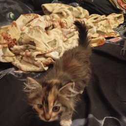 ���� ��������, ������, 45 ��� - ��������� 18 ����� 2026