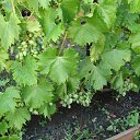 ���� �����, �������� - ��������� 26 ���� 2025 � ������ ������� 2025�