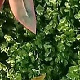 Roma, ����, 41 ���