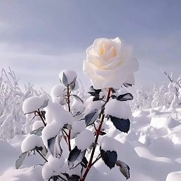 ���� Mahmadali, �������, 46 ��� - ��������� 13 ������� 2023