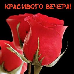 ��������, ������, 53 ����