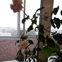 ���� �����, ������������ - ��������� 7 ������� 2024 � ������ ���� ����������